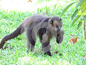 Monkey walking on grass