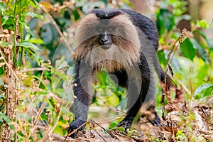 Monkey walking on the ground. Lion-tailed macaque in the forest. Valrapai