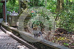 Monkey walking on the ground