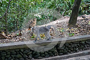 Monkey walking on the ground