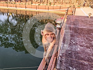 The monkey is walking on the iron railings by the water