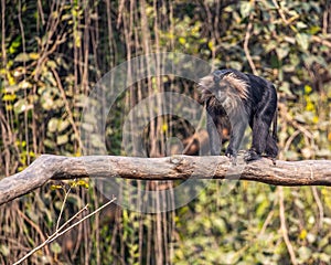 a monkey is walking on a log over a tree trunk