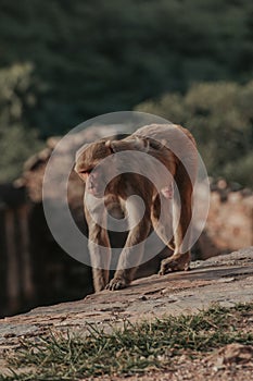 Monkey walking over wall