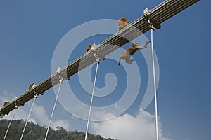 Monkey walking on Ramjula bridge, Rishikesh