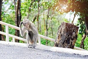 A monkey walking on the road It was puzzling and suspicious as it was lost. Make it look funny