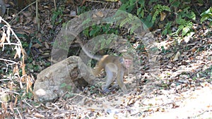 Monkey walks in the national park in Sri Lanka