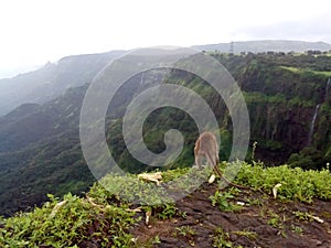 Monkey wandering at the edge of Amboli Kavalesad Vally