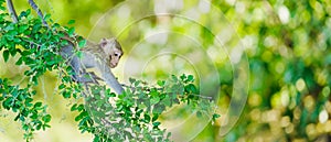 The monkey was climbing on the tamarind tree alone