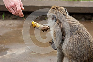 A monkey was given a banana