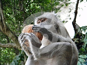 Monkey watching from a coconut perched on a tree branch. photo