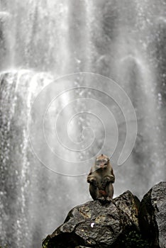 A Monkey in the waterfall