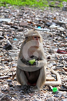 Monkey with a watermelon rind.