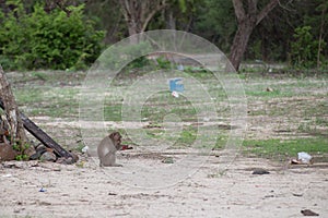 Monkey in West Bali National Park