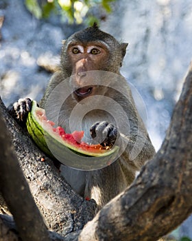 Monkey whilw eating a watermelon