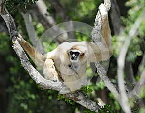 Monkey, white handed or Lar Gibbon , thailand