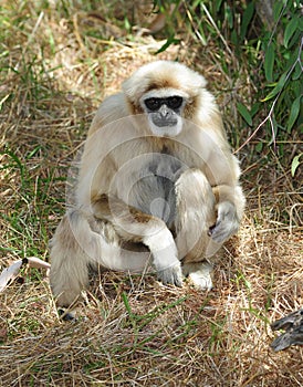 Monkey, white handed or Lar Gibbon , thailand