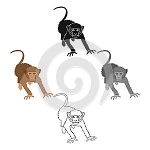 Monkey, wild animal of the jungle. Monkey, mammal primate single icon in cartoon,black style vector symbol stock