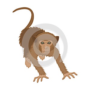 Monkey, wild animal of the jungle. Monkey, mammal primate single icon in cartoon style vector symbol stock illustration