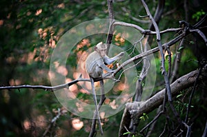 Monkey wild animal sitting on tree with sunset