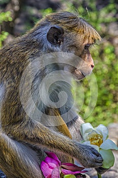 Monkey wild holding a flowers