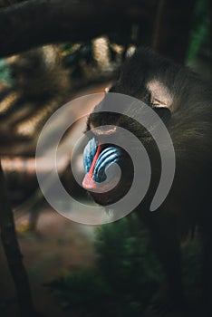 Monkey in the wild. Small animal in captivity photo
