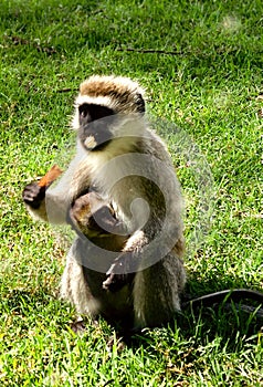 Monkey Wildlife Animals Mammals Eating In Kenya East African