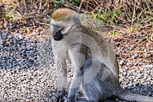 Monkey Wildlife Animals Mammals In Nairobi National Park Kenya East Africa Landscapes Fields Meadows Natures