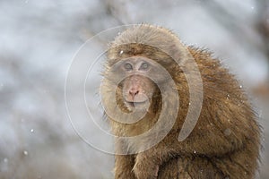 Monkey in winter