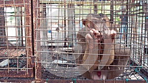 Monkey in wire cage
