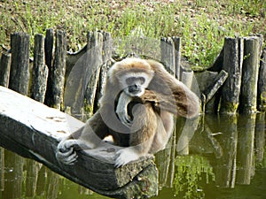 Monkey on a wood branch