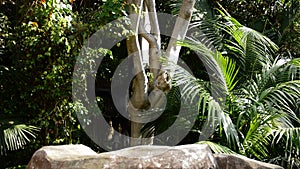 Monkey yellow cheeked gibbon jumping in a tree