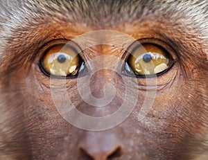 Monkey yellow eyes close up - Macaca fascicularis photo