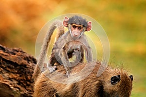 Monkey young cub. Chacma baboon, Papio ursinus, monkey from Moremi, Okavango delta, Botswana. Wild mammal in nature habitat.