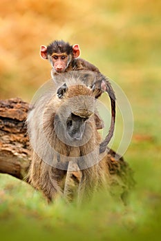 Monkey young cub. Chacma baboon, Papio ursinus, monkey from Moremi, Okavango delta, Botswana. Wild mammal in nature habitat.