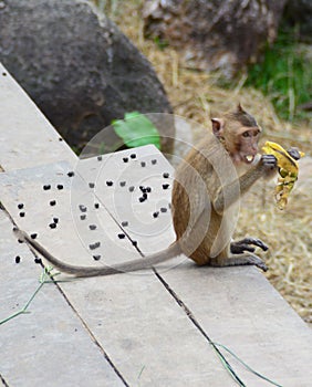 Monkey  and the Banane