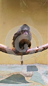A monkey in a zoo