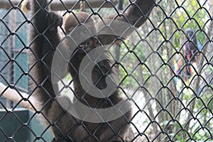 Monkey in zoo