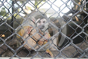 Monkey in zoo