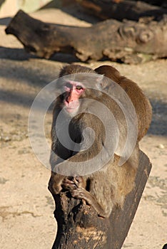 A Monkey in a zoo. Behind another little monkey.