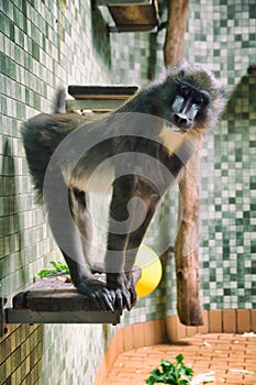 Monkey in zoo berlin
