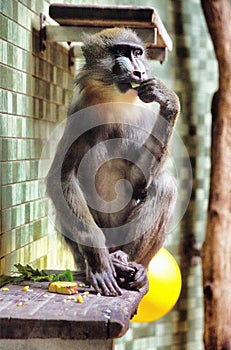 Monkey in zoo berlin