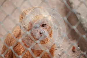Monkey in zoo cage with sad expression