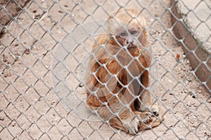 Monkey in zoo cage with sad expression