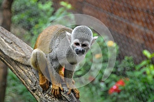 Monkey at the zoo, Cali, Colombia