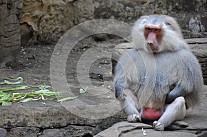 Monkey at the zoo, Cali, Colombia