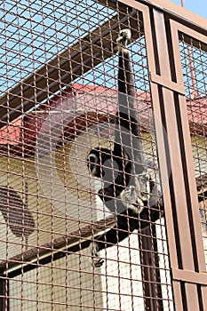 Monkey at the zoo hanging on the grate of the aviary