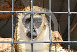 Monkey in zoo or laboratory