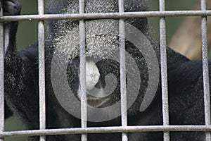 Monkey at the zoo looking sad