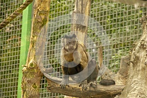 Monkey in a zoo. Primates are as human-like as possible and have unique intelligence. Mammals are significantly