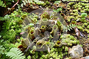 Monkeycup plant (Gen; Nepenthes)